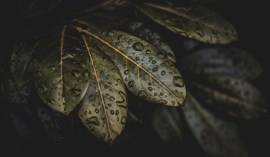 Gestione dei temi in Flutter con ThemeData e dark mode dinamica